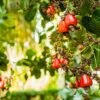 red cashew fruits hanging from the tree branch