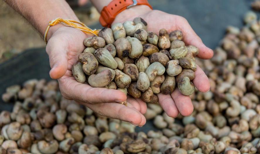 hands holding a bunch of raw cashew seeds still inside the shell